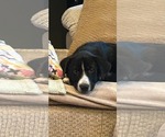 Small Photo #3 Labrador Retriever-Unknown Mix Puppy For Sale in Plainfield, IL, USA