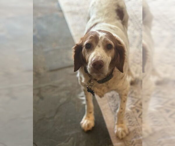 Medium Photo #2 Brittany Puppy For Sale in Curwensville, PA, USA