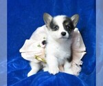 Small Photo #2 Pembroke Welsh Corgi Puppy For Sale in GROVESPRING, MO, USA