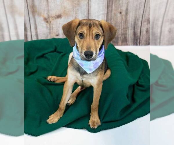 Medium Photo #2 Mutt Puppy For Sale in Kennesaw, GA, USA