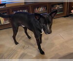 Small #5 Mutt