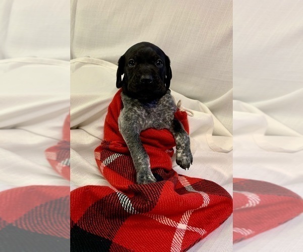 Medium Photo #8 German Shorthaired Pointer Puppy For Sale in CONCORDIA, KS, USA