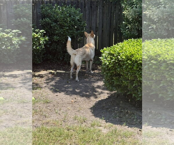 Medium Photo #4 German Shepherd Dog Puppy For Sale in La Grange , NC, USA