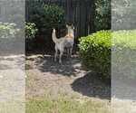 Small #3 German Shepherd Dog