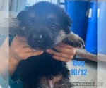 Small Photo #6 German Shepherd Dog Puppy For Sale in OWINGSVILLE, KY, USA