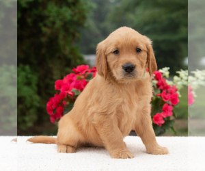 Golden Retriever Puppy for sale in NEWPORT, PA, USA