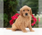 Small Golden Retriever