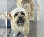 Small #4 Mutt