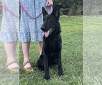 Small #5 German Shepherd Dog