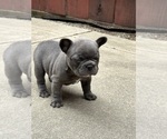 Puppy Jameson French Bulldog