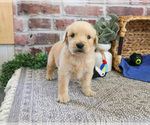 Small #9 Golden Retriever
