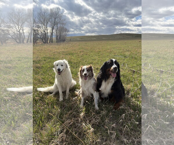Medium Photo #3 Maremma Sheepdog Puppy For Sale in Bountiful, UT, USA