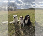 Small #2 Maremma Sheepdog