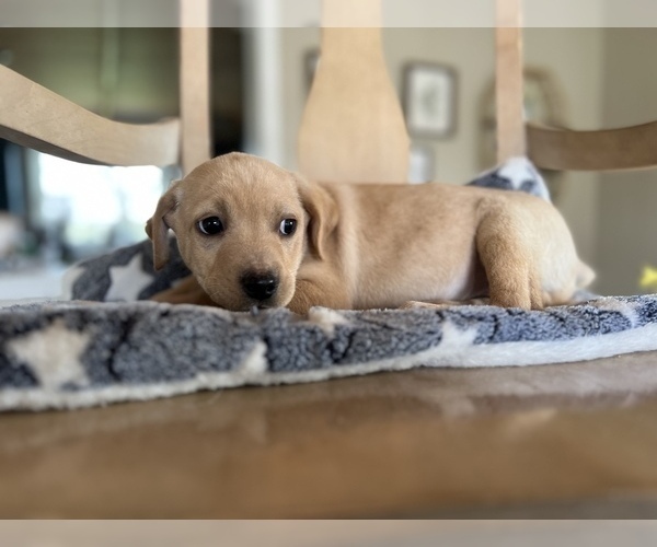 Medium Photo #2 Labbe Puppy For Sale in CONVERSE, IN, USA
