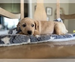 Small Photo #2 Labbe Puppy For Sale in CONVERSE, IN, USA