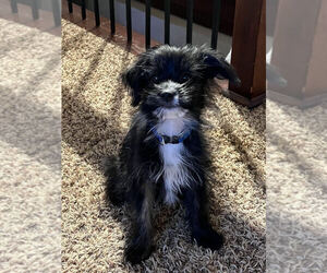 Mi-Ki-Yorkshire Terrier Mix Puppy for sale in CHANUTE, KS, USA