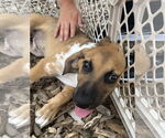 Small #14 Great Dane Mix