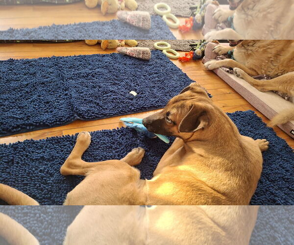 Medium Photo #4 German Shepherd Dog-Unknown Mix Puppy For Sale in Sebec, ME, USA