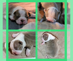 Small Photo #3 Boston Terrier Puppy For Sale in ORANGE, TX, USA