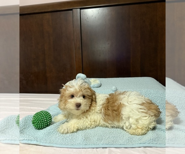 Medium Photo #1 Morkie Puppy For Sale in BENSON, NC, USA