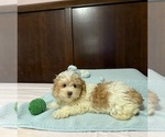 Small Morkie
