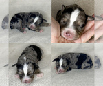 Small Photo #5 Miniature Australian Shepherd Puppy For Sale in BROOKER, FL, USA