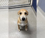Dawn 3 month Ava 9/23 - Female Labrador Retriever-Unknown Mix Dog for Adoption - Small photo