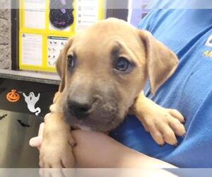 Mutt Dogs for adoption in Tulsa, OK, USA