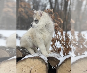 Medium Siberian Husky