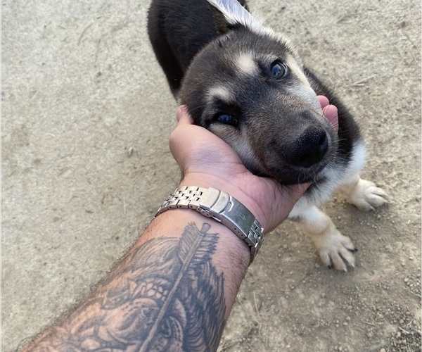 Medium Photo #5 German Shepherd Dog-Siberian Husky Mix Puppy For Sale in NEW ALBANY, IN, USA