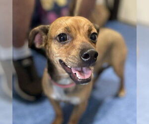 Medium Chihuahua Mix