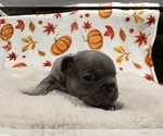 Small Photo #9 French Bulldog Puppy For Sale in MORENO VALLEY, CA, USA