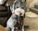 Small Photo #1 Goldendoodle Puppy For Sale in HUNTINGTON, WV, USA