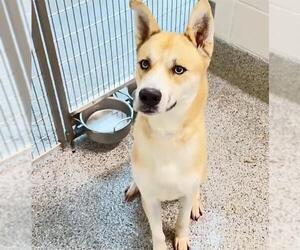 Gerberian Shepsky Dogs for adoption in Houston, TX, USA