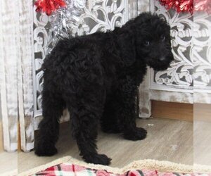 Goldendoodle-Poodle (Miniature) Mix Puppy for Sale in LOS ANGELES, California USA