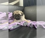 Small Photo #13 Pug Puppy For Sale in LITTLE FALLS, NJ, USA