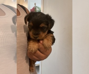 Yorkshire Terrier Puppy for sale in NEW YORK, NY, USA