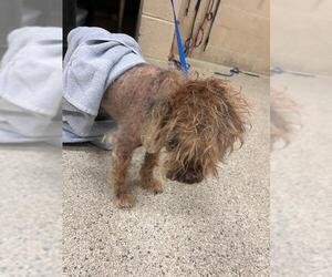 Miniature Schnauzer-Unknown Mix Dogs for adoption in Conroe, TX, USA