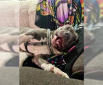 Blue - Male Mutt Dog for Adoption - Small photo