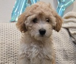 Image preview for Ad Listing. Nickname: Cookie