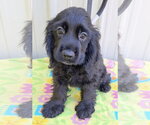 Rebel - Male Cocker Spaniel Dog for Adoption - Small photo