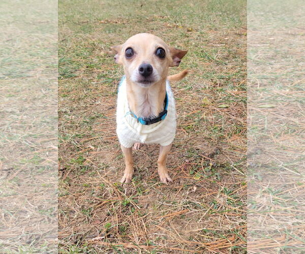 Medium Photo #3 Chihuahua Puppy For Sale in Oakhurst, NJ, USA