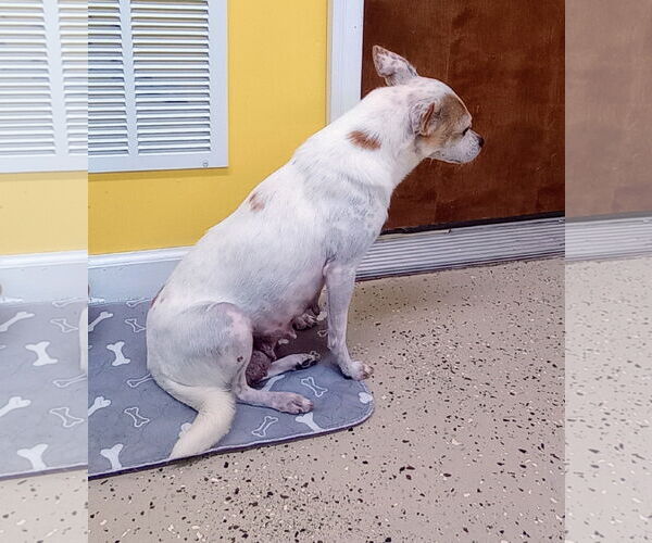 Medium Photo #5 ShiChi Puppy For Sale in York, SC, USA