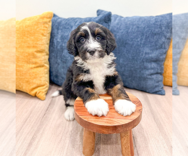 Medium Photo #5 Bernedoodle (Miniature) Puppy For Sale in DUNDEE, OH, USA