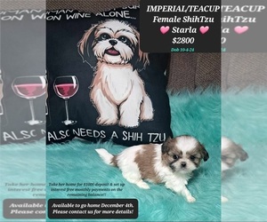 Shih Tzu Puppy for sale in TUCSON, AZ, USA
