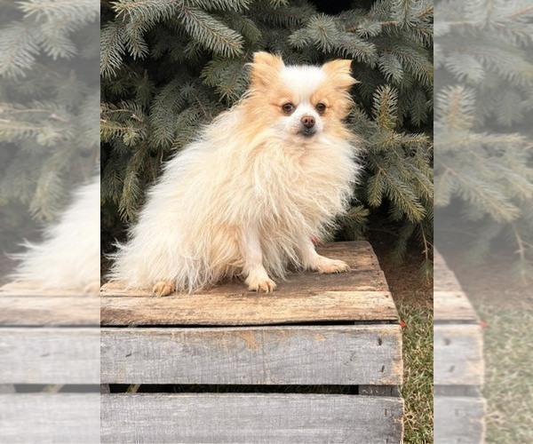 Medium Photo #1 Pomeranian Puppy For Sale in MIDDLEBURY, IN, USA
