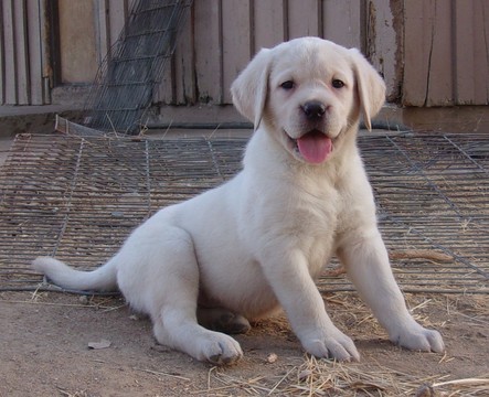Medium Photo #1 Labrador Retriever Puppy For Sale in CALIENTE, CA, USA