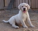 Small Photo #1 Labrador Retriever Puppy For Sale in CALIENTE, CA, USA
