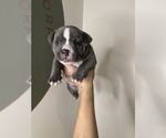 Small Photo #12 American Bully Puppy For Sale in BEDFORD, MA, USA