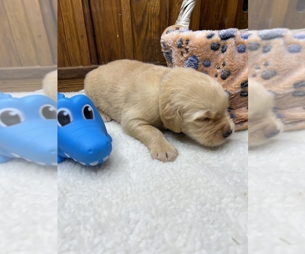 Medium Photo #16 Golden Retriever Puppy For Sale in NEOLA, WV, USA